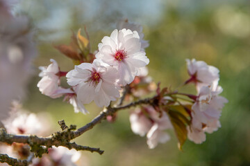 Fototapeta na wymiar Closeup of spring blossom flower 
