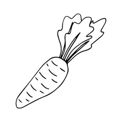 carrot sketch vector illustration,isolated on white background for education,top view