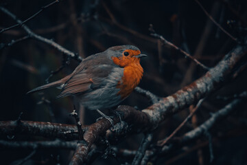 Robin in the tree in autumn