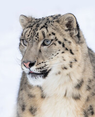 Fototapeta na wymiar Snow leopard (Panthera uncia) portrait in winter