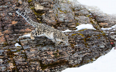 Snow leopard (Panthera uncia) jumping off a rocky cliff into the winter snow © Jim Cumming