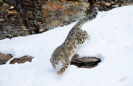 Snow Leopard (Panthera Uncia) Jumping Off A Rocky Cliff Into The Winter Snow