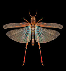 Brown grasshopper Aiolopus strepens biological specimen with spreaded wings, legs and antennae...