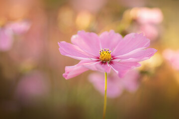 Fototapeta premium Schmuckkörbchen