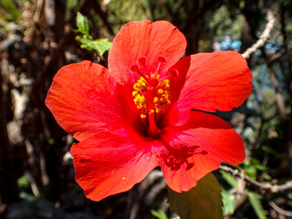 Ibiscus rosso 240