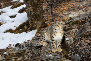 Snow leopard (Panthera uncia) on the prowl on a rocky cliff in winter