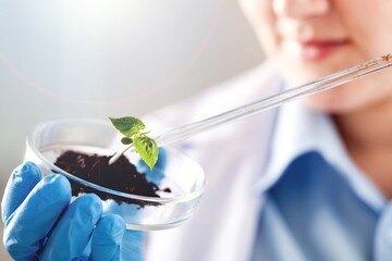 Fresh leaves in petri dishes on laboratory background.