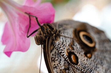 Obraz premium Butterfly insect details photo. Close up macro view of a butterfly with amazing textures.