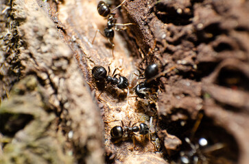 Ant insect photography. Close up macro view of some ants insects.