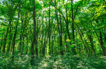 Fototapety na wymiar - Fototapeta24.pl