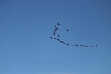 Awesome flock of birds in flight in blue sky