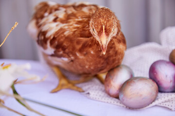 Chicken, pastel multicolored eggs and narcissus flowers background. Easter post card concept. Cottagecore and naturecore aesthetic. Seasonal festive background.