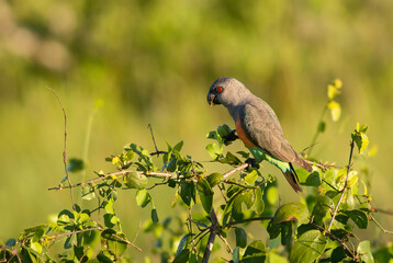 Red-bellied Parrot - Poicephalus rufiventris, small colored parrot from African bushes and savannahs, Taita hills, Kenya. © David