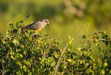 Red-bellied Parrot - Poicephalus rufiventris, small colored parrot from African bushes and savannahs, Taita hills, Kenya.