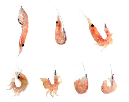 オキアミをエサとする釣りの場合に、状況に応じてオキアミを釣り針に掛ける7つの方法を一枚にまとめた見本画像（イラスト風に少し色を派手にしています）