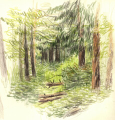 sketch with colored pencils forest