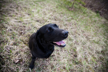 dog playing with a stick