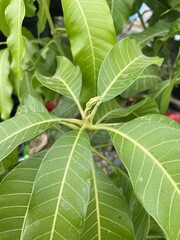 mango leaf in nature garden