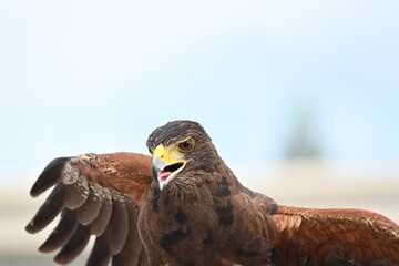 falcon posing outside
