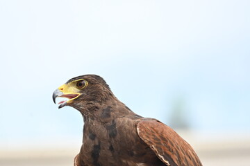 falcon posing outside