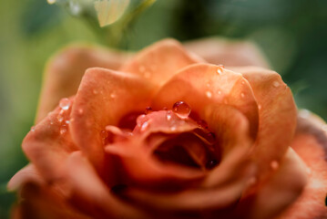 Enfoque selectivo de una rosa coral con gotas de agua en sus pétalos y fondo desenfocado 