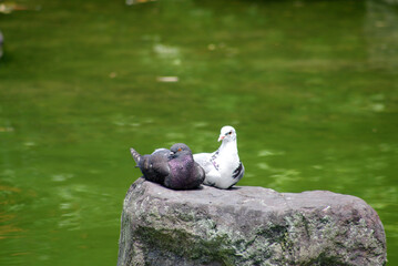 神戸しあわせの森、番の鳩と亀たち