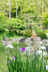 神戸しあわせの森、番の鳩と亀たち