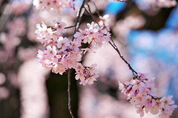 都会で見る枝垂れ桜