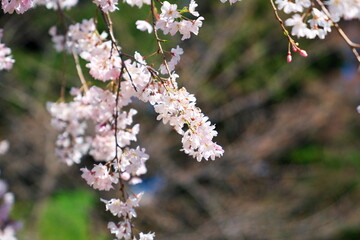 春を知らせる枝垂桜
