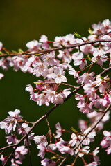 美しい日本の春