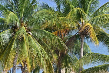 Fototapeta premium exotic paradise beach and resort