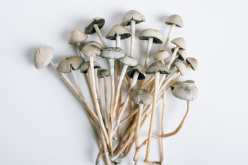 psilocybin mushrooms