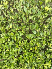 Small banyan tree in nature garden