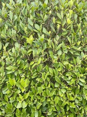Small banyan tree in nature garden