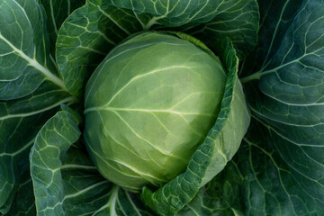 Fototapeta premium head of young green cabbage close-up.