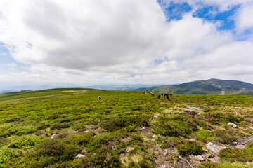 Fototapeta premium カミーノ 巡礼 サンティアゴへの道