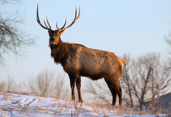 Magnificent Bull Elk against a Colorado blue sky