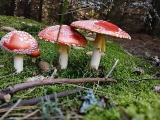 mushroom, toadstool, red