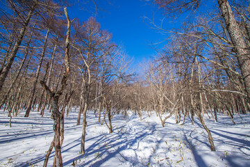 奥日光　冬の戦場ヶ原
