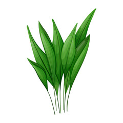 Isolated leaves of house plant Aspidistra tall or cash iron.