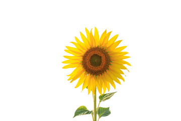 Flower of sunflower head isolated on white background. Seeds and oil. Flat lay, top view