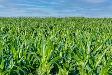 corn plantation grown in farmland, cornfield.