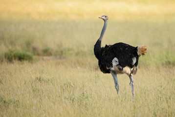 Ostrich - Struthio camelus, beautiful large bird from African savannas and bushes, Tsavo East, Kenya.