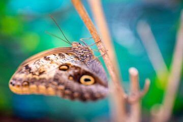 Close up view of large tropical butterfly 