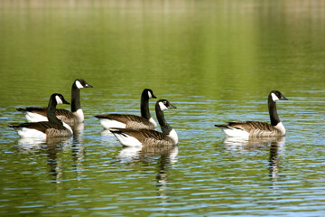The Canada goose (Branta canadensis) is a large wild goose with a black head and neck, white cheeks, white under its chin, and a brown body. Extremely adept at living in human-altered areas.