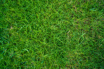 Abstract green nature real grass texture