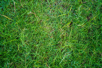 Abstract green nature real grass texture