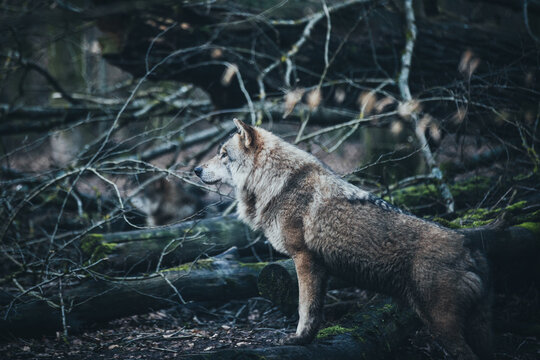 Wolf in Deutschland © William