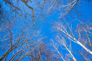 奥日光　冬の戦場ヶ原