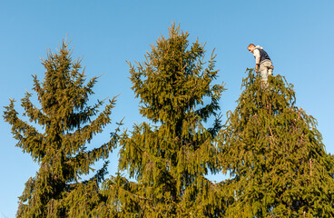Gardener cutting the branches of a tall pine tree with cutter trimming in the garden.